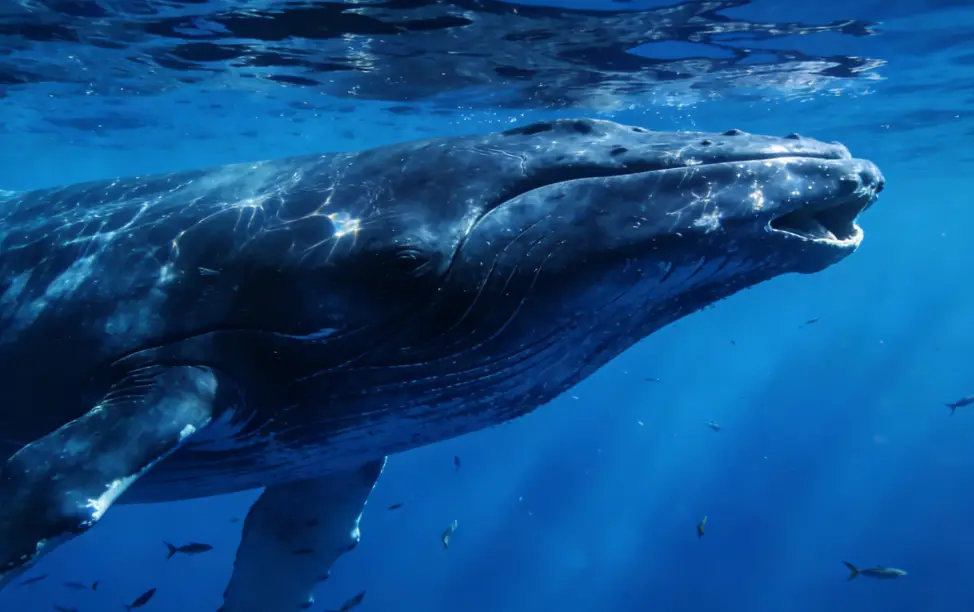 The World’s Largest ‘Gentle Giant Beast’: Unveiling the Mysterious Daily Life of Blue Whales🐋✨