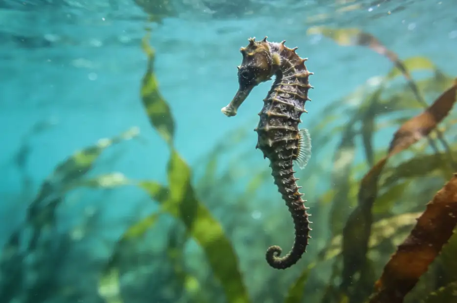 🐴🌊 Seahorses: The Ocean’s Most Confusing (and Surprisingly Romantic) Creature